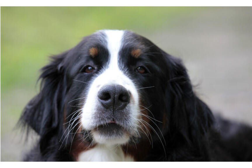 Svartvit hund på grönt gräs.